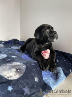 Foto №2 zu Ankündigung № 132748 zu verkaufen cane corso italiano - einkaufen Deutschland quotient 	ankündigung