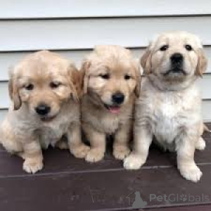 Foto №2 zu Ankündigung № 165234 zu verkaufen golden retriever - einkaufen Belgien quotient 	ankündigung, züchter