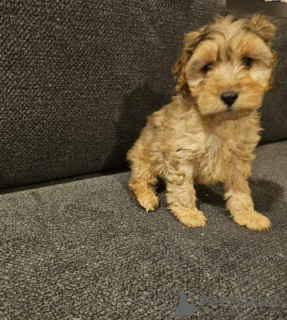 Foto №2 zu Ankündigung № 166925 zu verkaufen english cocker spaniel - einkaufen Deutschland quotient 	ankündigung