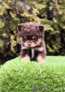 Foto №2 zu Ankündigung № 138839 zu verkaufen französische bulldogge - einkaufen Serbien 