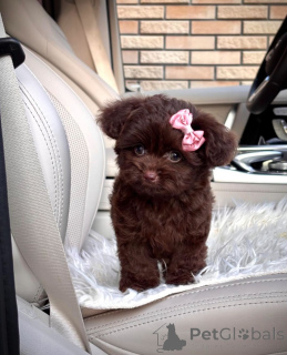 Foto №2 zu Ankündigung № 154269 zu verkaufen bolonka zwetna - einkaufen USA züchter