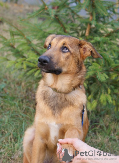 Foto №2 zu Ankündigung № 25086 zu verkaufen mischlingshund - einkaufen Russische Föderation quotient 	ankündigung