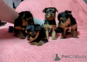 Foto №1. yorkshire terrier - zum Verkauf in der Stadt Chicago | 425€ | Ankündigung № 137590