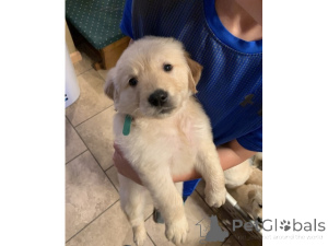 Foto №1. labrador retriever - zum Verkauf in der Stadt Dresden | 750€ | Ankündigung № 161274