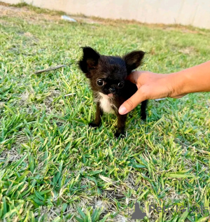 Foto №1. chihuahua - zum Verkauf in der Stadt Mississippi State | 969€ | Ankündigung № 169103