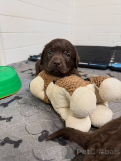 Foto №4. Ich werde verkaufen labrador retriever in der Stadt München. züchter - preis - verhandelt
