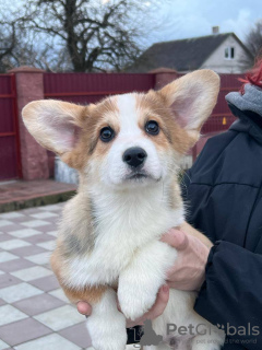 Foto №2 zu Ankündigung № 42389 zu verkaufen welsh corgi - einkaufen Deutschland vom kindergarten