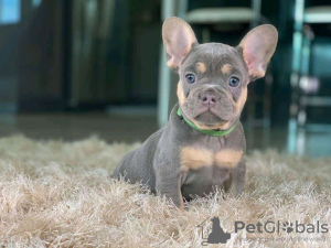 Foto №1. französische bulldogge - zum Verkauf in der Stadt Berlin | Frei | Ankündigung № 115820