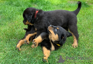 Foto №2 zu Ankündigung № 48693 zu verkaufen rottweiler - einkaufen USA quotient 	ankündigung