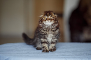 Foto №2 zu Ankündigung № 2418 zu verkaufen highland falde - einkaufen Ukraine vom kindergarten