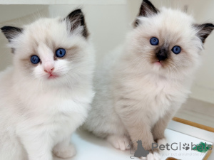 Foto №2 zu Ankündigung № 171355 zu verkaufen ragdoll-katze - einkaufen Schweden züchter