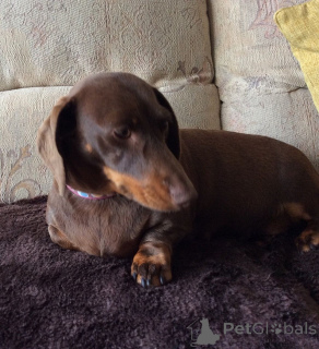 Foto №1. dackel - zum Verkauf in der Stadt Bonn | 400€ | Ankündigung № 149060