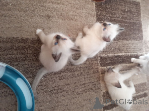 Foto №4. Ich werde verkaufen ragdoll-katze in der Stadt Hoer. quotient 	ankündigung, züchter - preis - 990€