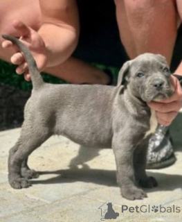 Foto №1. cane corso italiano - zum Verkauf in der Stadt Kragujevac | 600€ | Ankündigung № 167856