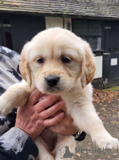 Foto №2 zu Ankündigung № 90612 zu verkaufen golden retriever - einkaufen Deutschland quotient 	ankündigung