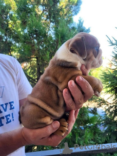 Zusätzliche Fotos: Englische Bulldogge