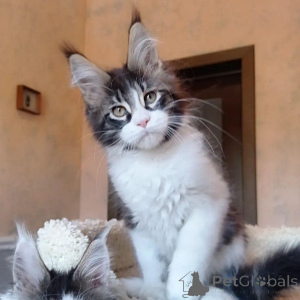 Foto №2 zu Ankündigung № 146003 zu verkaufen maine-coon-katze - einkaufen Großbritannien quotient 	ankündigung