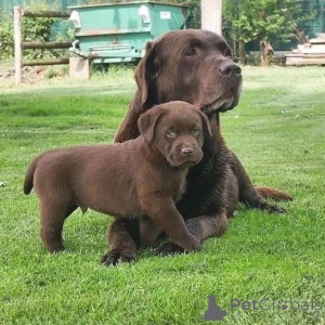 Foto №1. labrador retriever - zum Verkauf in der Stadt Hamburg | 484€ | Ankündigung № 168089