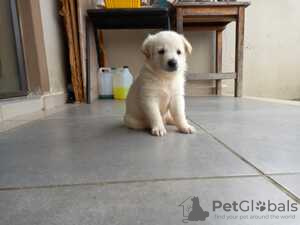 Foto №1. labrador retriever - zum Verkauf in der Stadt Förby | Frei | Ankündigung № 128418