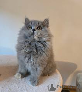 Foto №2 zu Ankündigung № 164072 zu verkaufen britisch langhaar - einkaufen Finnland quotient 	ankündigung, züchter