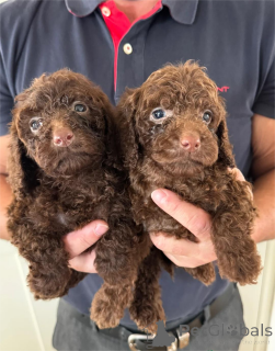 Foto №2 zu Ankündigung № 153447 zu verkaufen mischlingshund - einkaufen Deutschland 