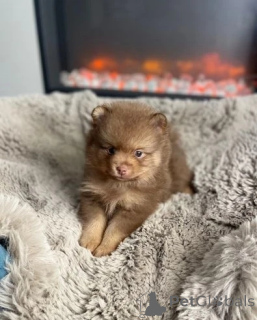 Foto №3. Pommeranische Welpen.. Australien