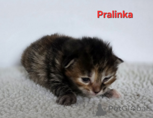 Foto №3. Kurilen-Bobtail. Polen