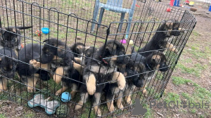 Foto №1. deutscher schäferhund - zum Verkauf in der Stadt Szczecin | 460€ | Ankündigung № 13574