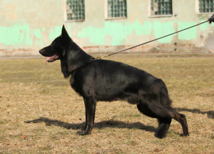 Zusätzliche Fotos: Vollblutwelpen des schwarzen Deutschen Schäferhundes