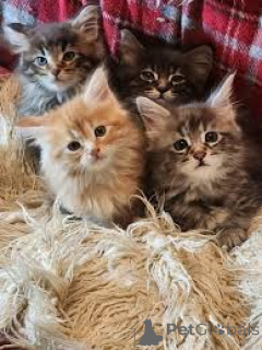 Foto №1. norwegische waldkatze - zum Verkauf in der Stadt Espoo | 500€ | Ankündigung № 171552