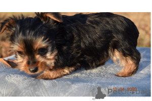Foto №2 zu Ankündigung № 168784 zu verkaufen yorkshire terrier - einkaufen USA 