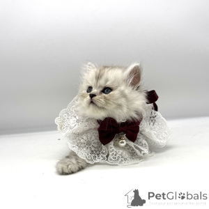 Foto №2 zu Ankündigung № 175684 zu verkaufen schottische faltohrkatze - einkaufen USA züchter