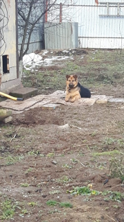 Zusätzliche Fotos: Mischlingshirtenhund sucht ein Zuhause