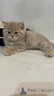 Foto №3. Verkauf von britischen Kätzchen - seltene Farben, VIP -Klasse!. Polen