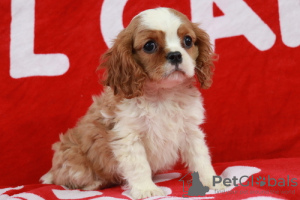 Foto №1. cavalier king charles spaniel - zum Verkauf in der Stadt Turku | Frei | Ankündigung № 127920