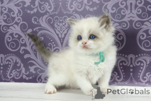 Foto №2 zu Ankündigung № 170238 zu verkaufen ragdoll-katze - einkaufen Deutschland züchter