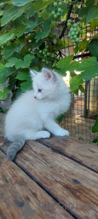 Foto №2 zu Ankündigung № 156816 zu verkaufen ragdoll-katze - einkaufen Dänemark züchter