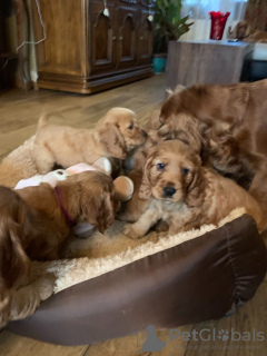 Zusätzliche Fotos: Champion American Cocker Spaniel Welpen zu verkaufen