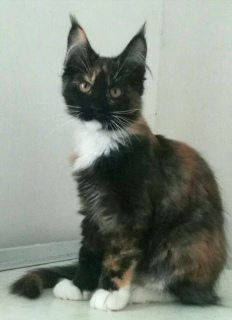 Foto №2 zu Ankündigung № 1057 zu verkaufen maine-coon-katze - einkaufen Weißrussland vom kindergarten