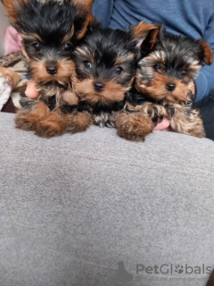 Foto №4. Ich werde verkaufen yorkshire terrier in der Stadt Danzig. quotient 	ankündigung - preis - 406€