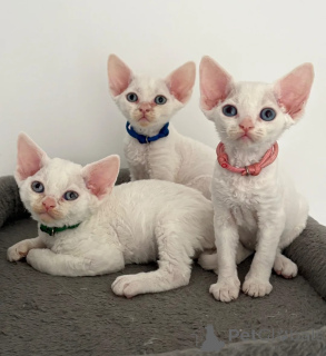 Foto №1. devon rex - zum Verkauf in der Stadt Bonndorf | 350€ | Ankündigung № 174535