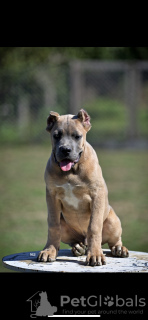 Foto №2 zu Ankündigung № 119870 zu verkaufen cane corso italiano - einkaufen Serbien 