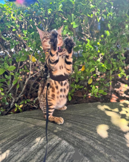 Foto №1. bengal katzenrasse - zum Verkauf in der Stadt Zug | 750€ | Ankündigung № 152742