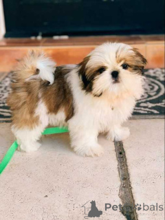 Foto №1. shih tzu - zum Verkauf in der Stadt Warschau | verhandelt | Ankündigung № 162413