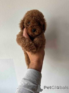 Foto №3. Rote und apricotfarbene Zwergpudel. Serbien