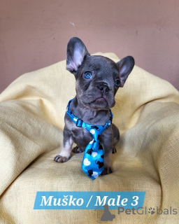 Foto №3. Französische Bulldoggenwelpen in exotischen Farben. Serbien