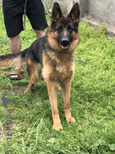 Foto №1. deutscher schäferhund - zum Verkauf in der Stadt Srbobran | 350€ | Ankündigung № 139198