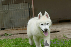Zusätzliche Fotos: Siberian Husky SCHÖNER Hund