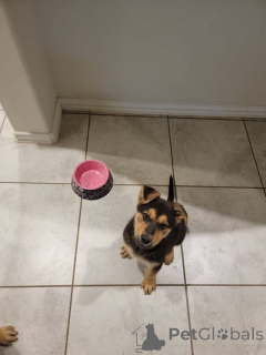 Foto №2 zu Ankündigung № 142267 zu verkaufen deutscher schäferhund - einkaufen USA 