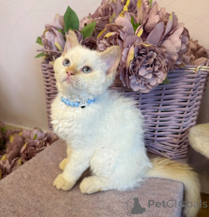 Foto №1. selkirk rex shorthair - zum Verkauf in der Stadt Giesen | 350€ | Ankündigung № 173926